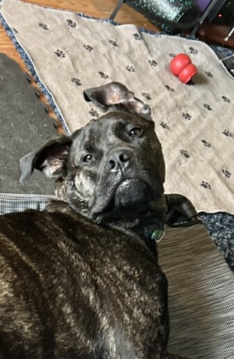 View Mr. Adam the Dog Photo #5