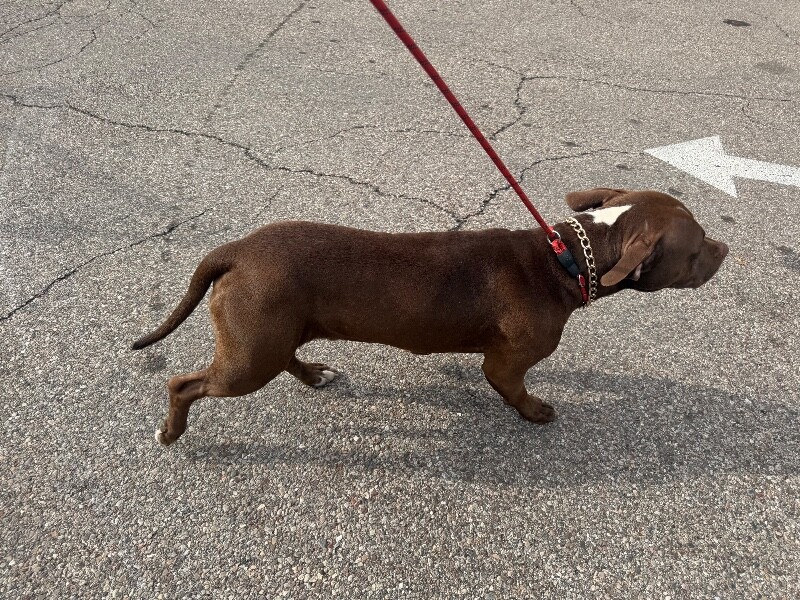 View Anubis the Dog Photo #2