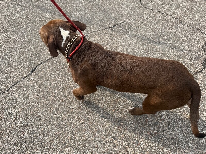 View Anubis the Dog Photo #3