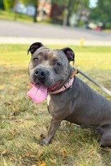 View Ambition the Dog Photo #3