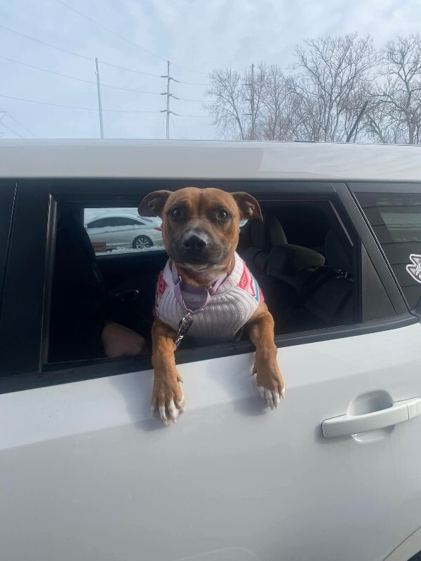 View Tap Dance the Dog Photo #2