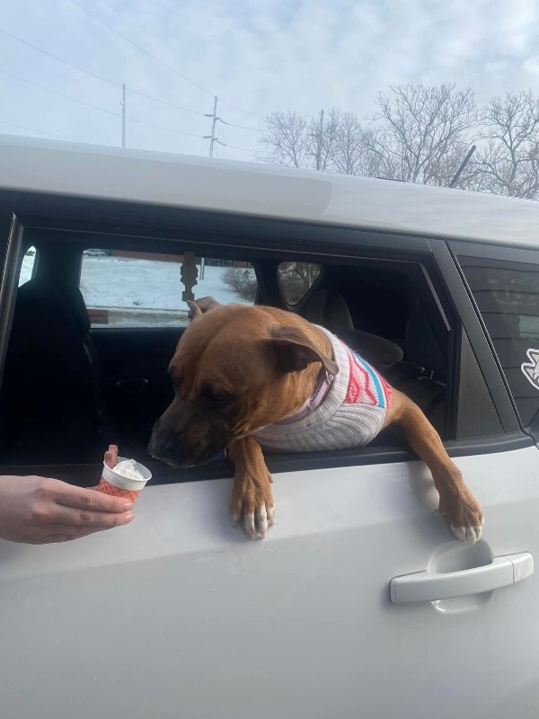 View Tap Dance the Dog Photo #11