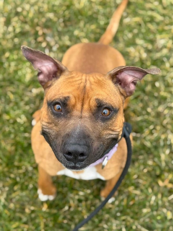 View Tap Dance the Dog Photo #4