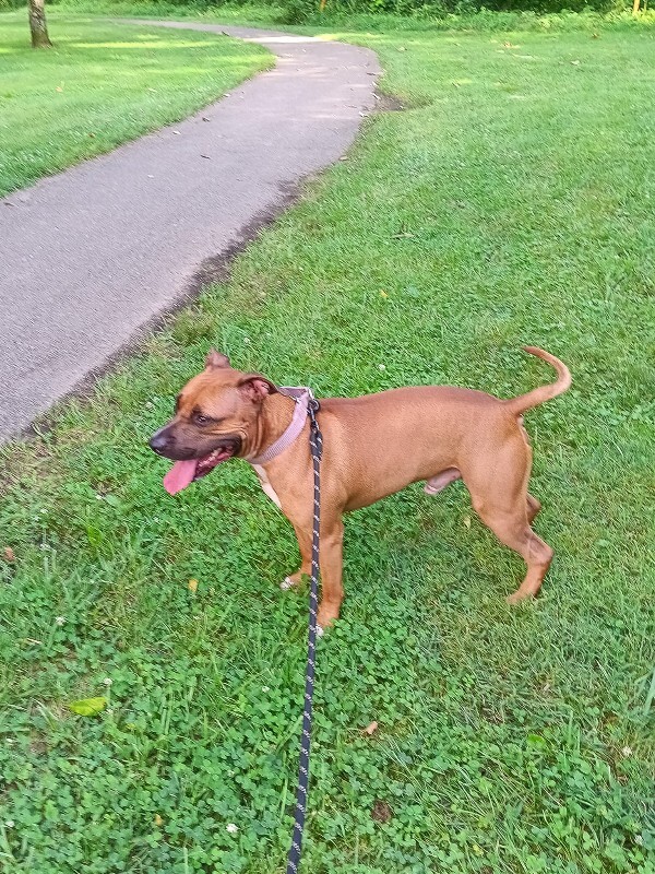 View Tap Dance the Dog Photo #5