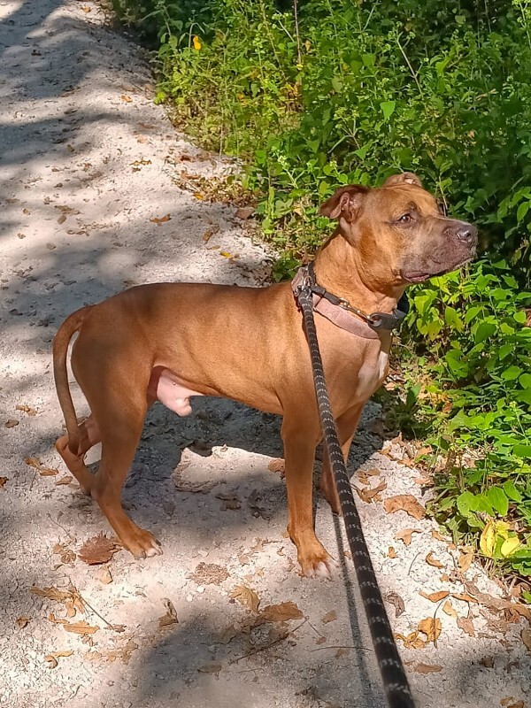 View Tap Dance the Dog Photo #9