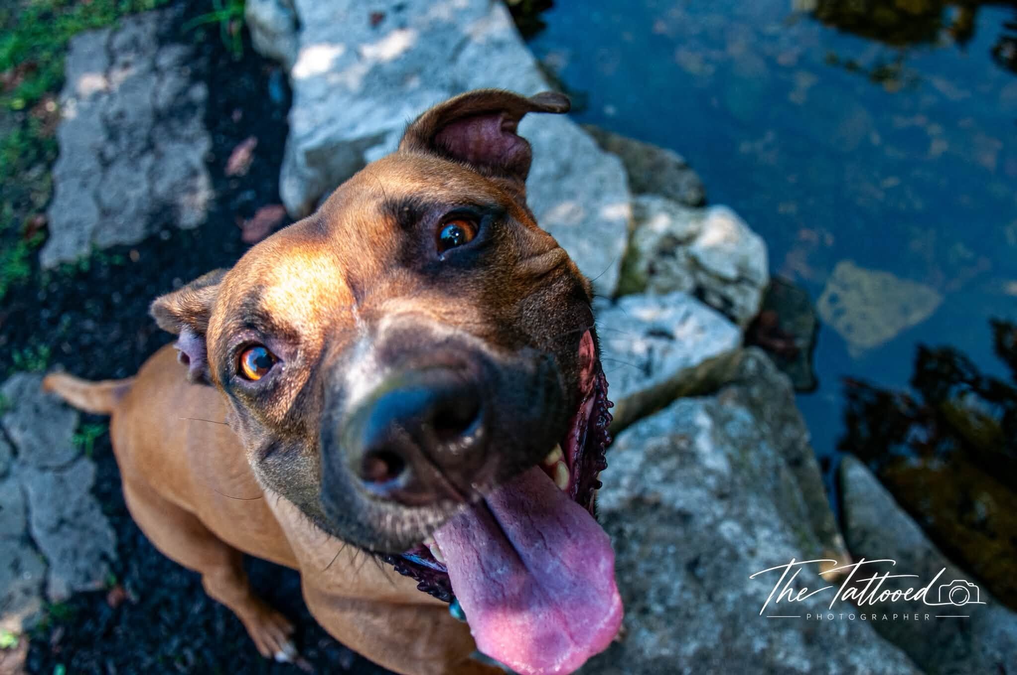View Tap Dance the Dog Photo #3