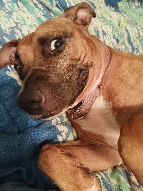 View Tap Dance the Dog Photo #3