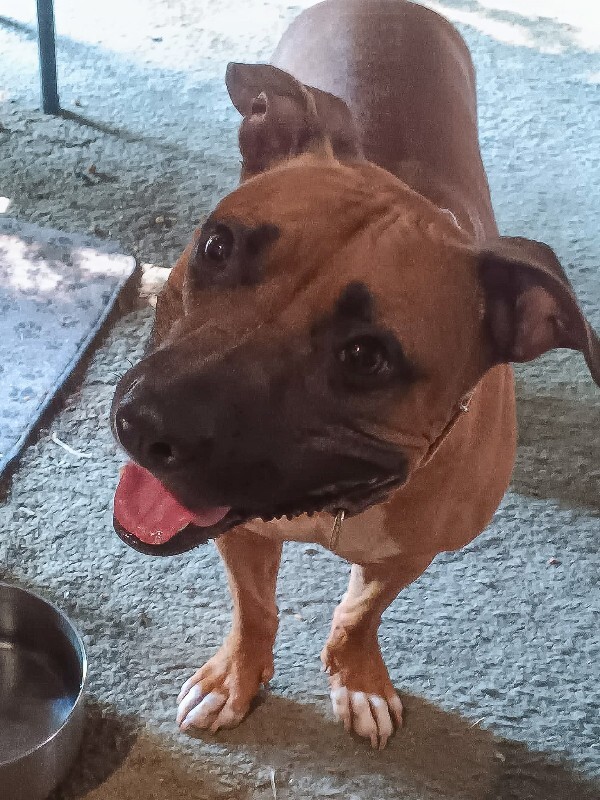 View Tap Dance the Dog Photo #8