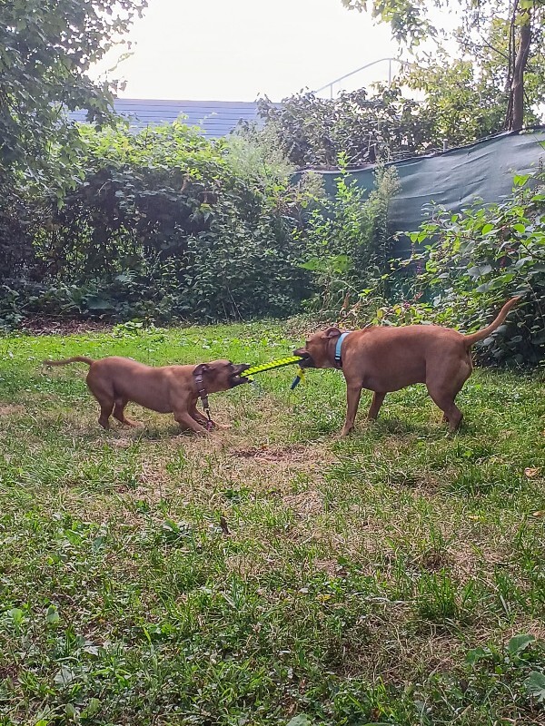 View Tap Dance the Dog Photo #10