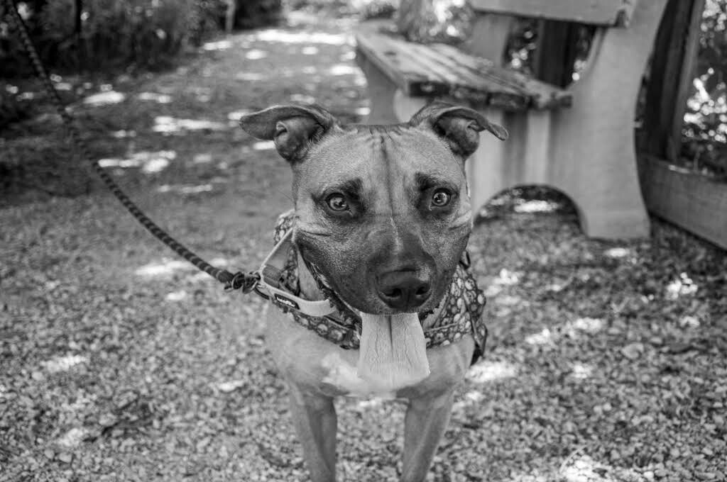 View Tap Dance the Dog Photo #16
