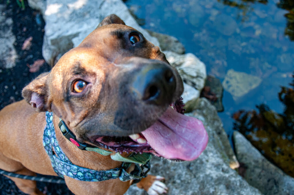 View Tap Dance the Dog Photo #18