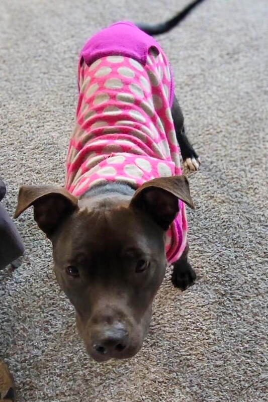 View Neave the Dog Photo #11