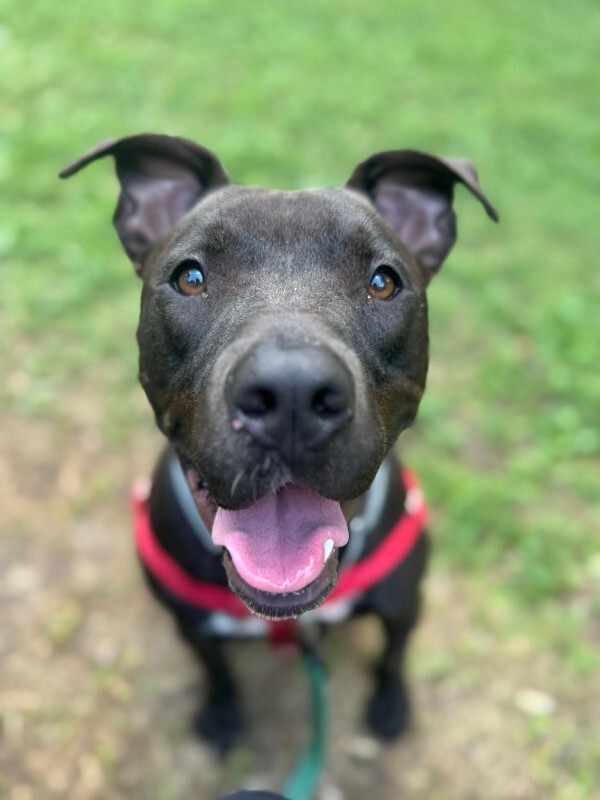 View Neave the Dog Photo #7