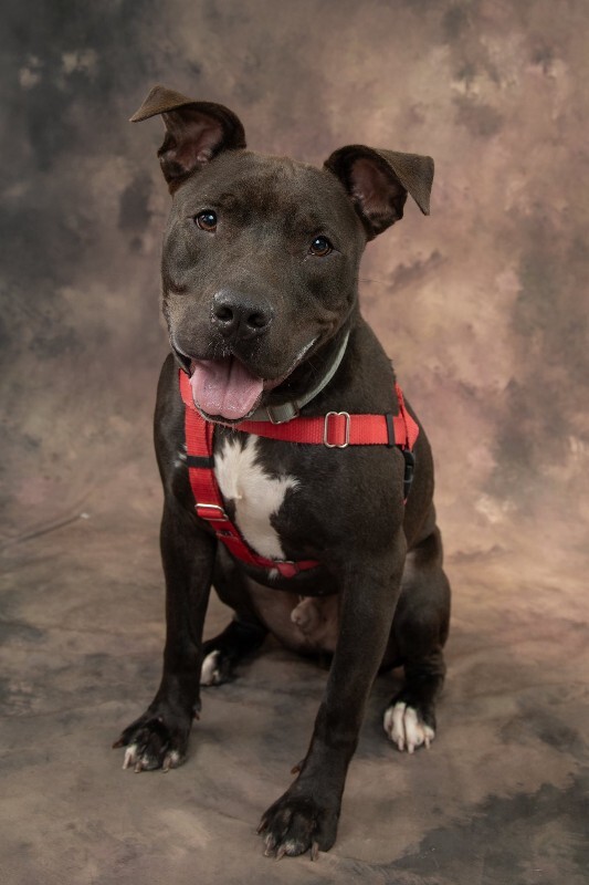 View Neave the Dog Photo #3