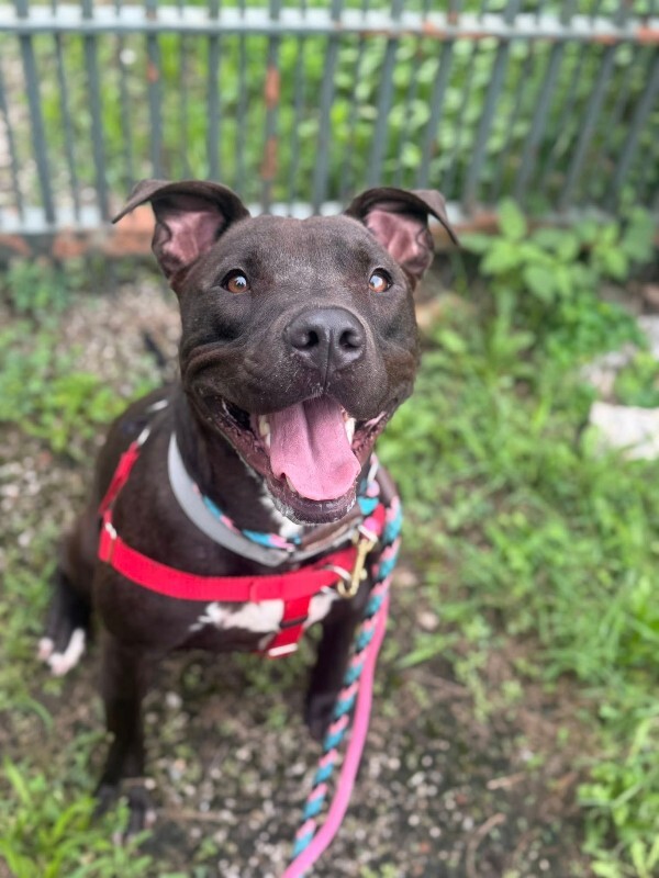 View Neave the Dog Photo #8