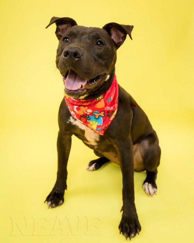 View Neave the Dog Photo #4