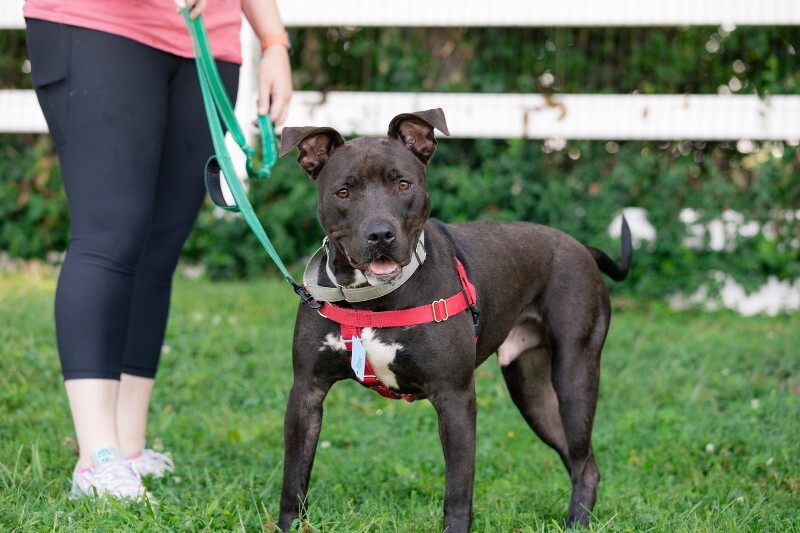 View Neave the Dog Photo #5