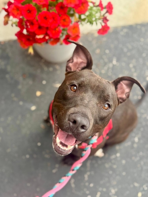 View Neave the Dog Photo #9