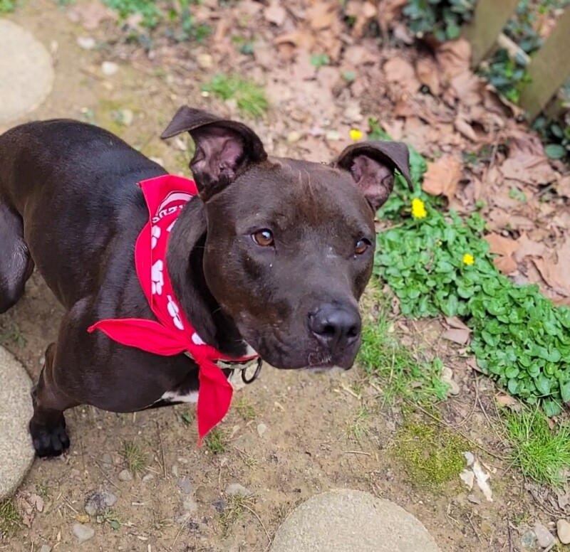 View Neave the Dog Photo #12