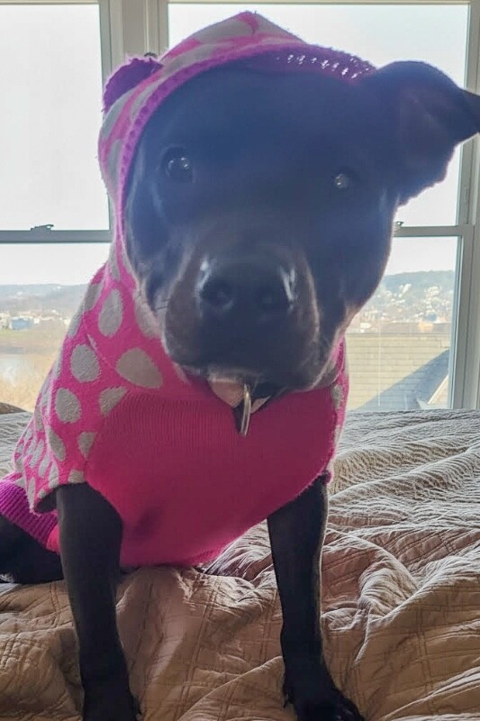 View Neave the Dog Photo #10