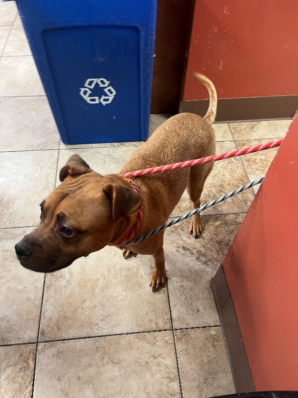 View Pirouette the Dog Photo #4