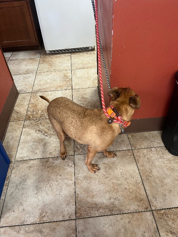 View Pirouette the Dog Photo #5