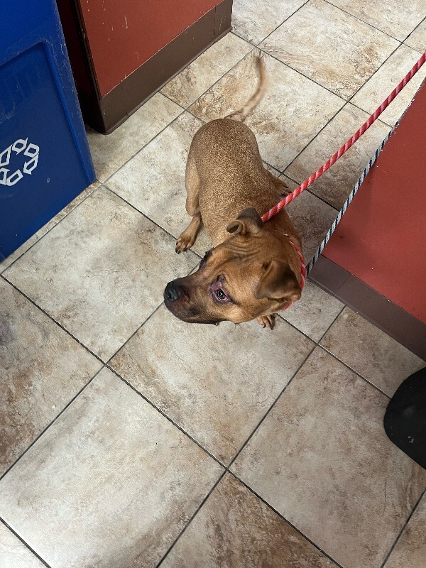 View Pirouette the Dog Photo #3