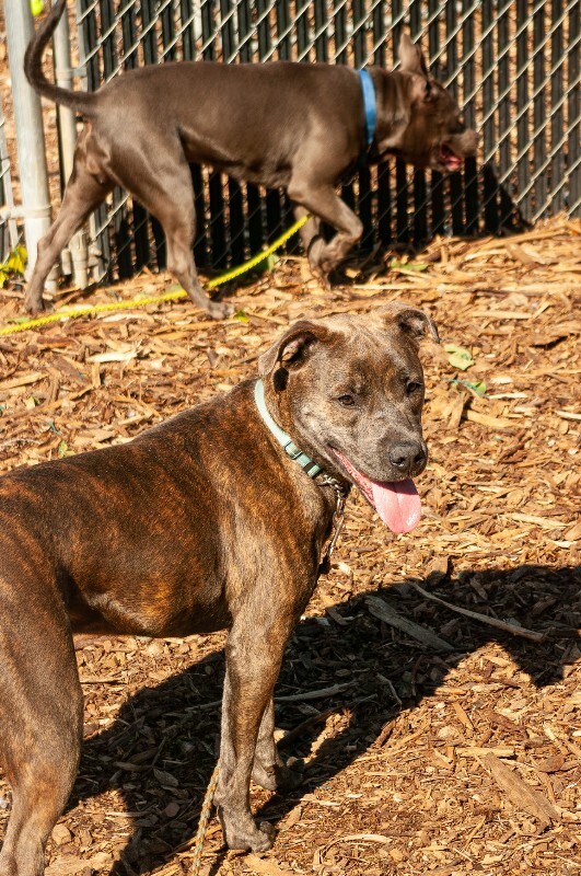 View Pompeji the Dog Photo #4