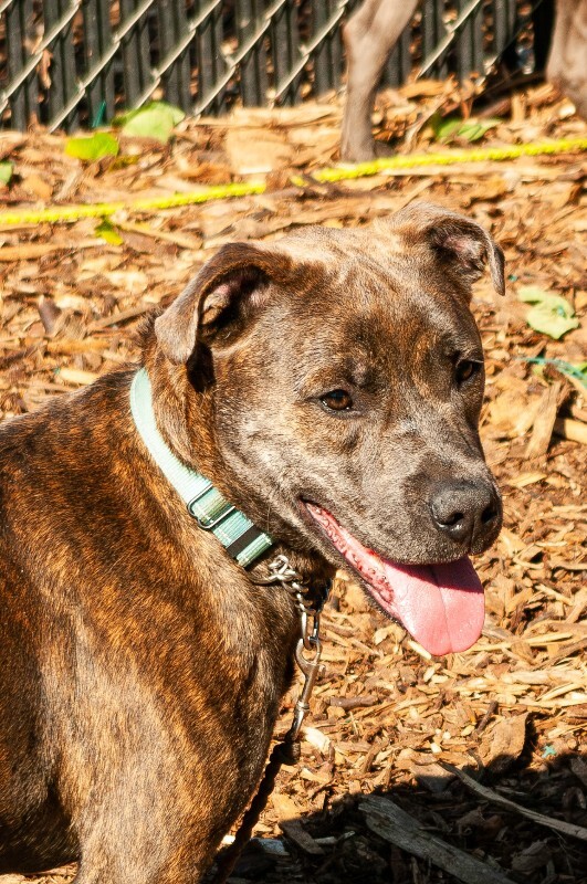 View Pompeji the Dog Photo #5