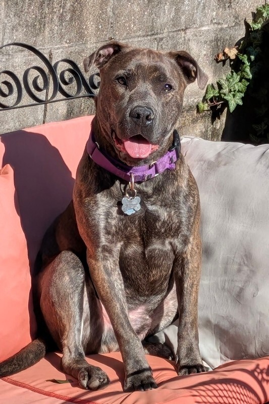 View Pompeji the Dog Photo #2