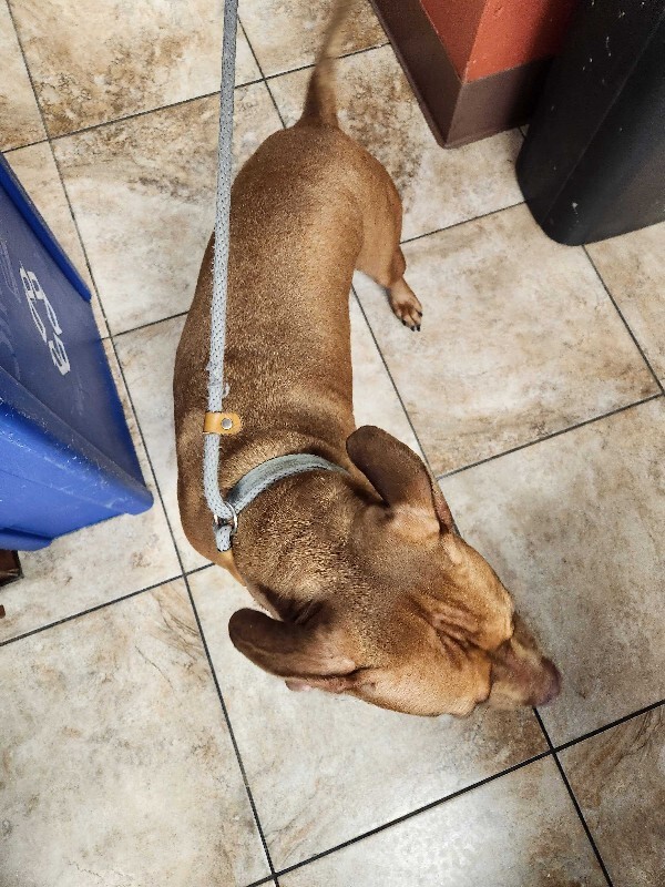 View Strider the Dog Photo #3