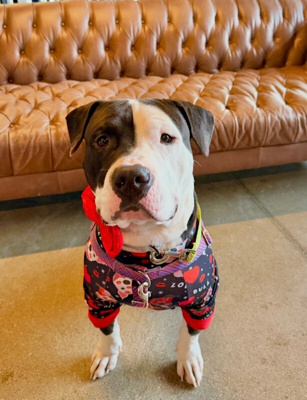 View Loki the Dog Photo #3