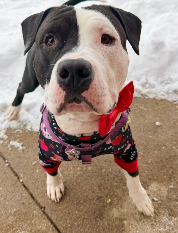 View Loki the Dog Photo #6