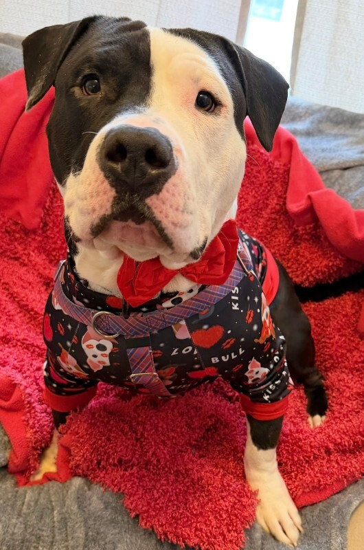 View Loki the Dog Photo #4