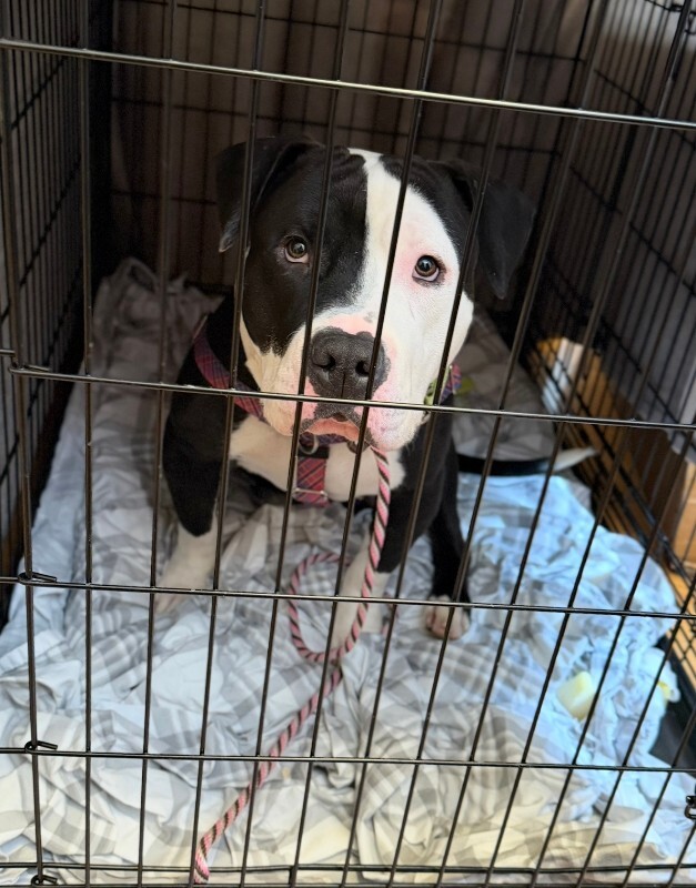 View Loki the Dog Photo #7