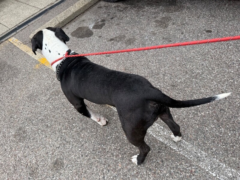 View Loki the Dog Photo #2