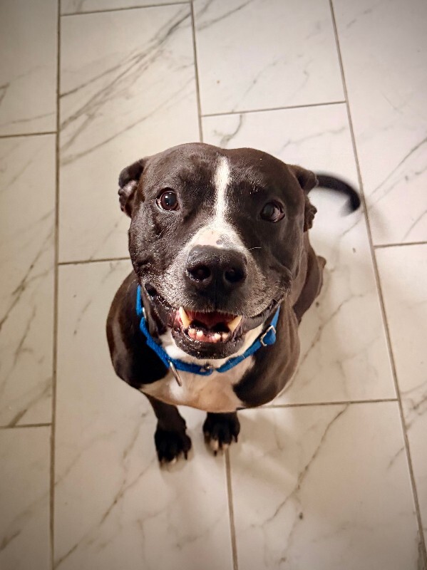 Chester - Dog