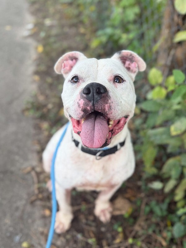 Learn More About The Boz The Boz - Dog