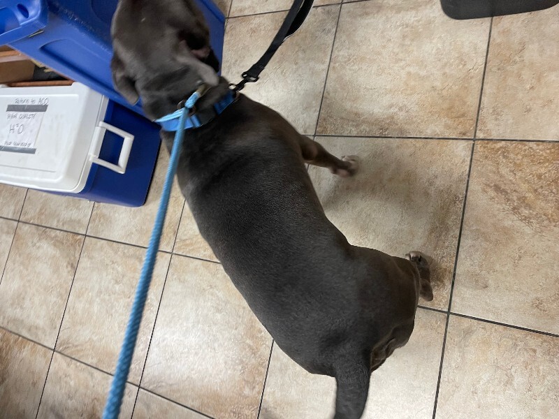 View Ej the Dog Photo #6