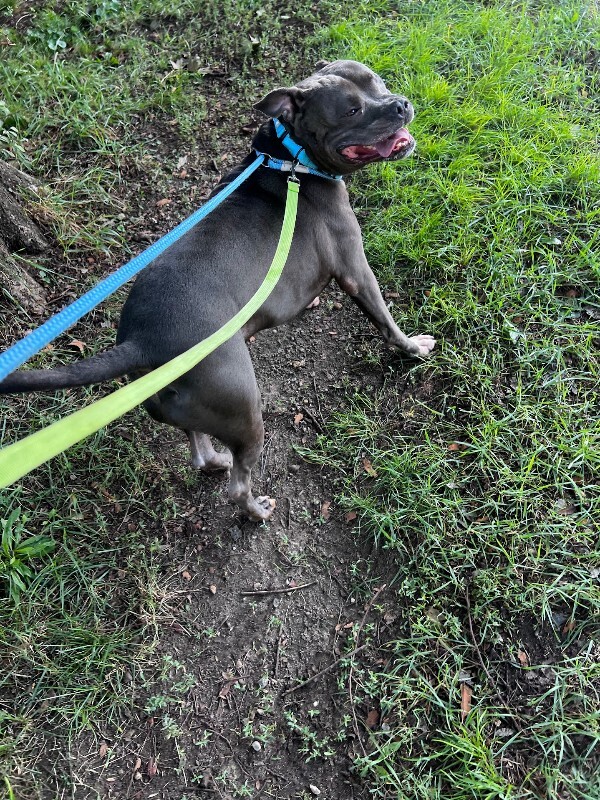 View Ej the Dog Photo #3