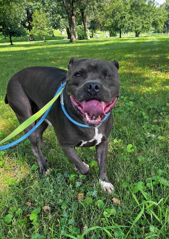 Learn More About Ej EJ - Dog