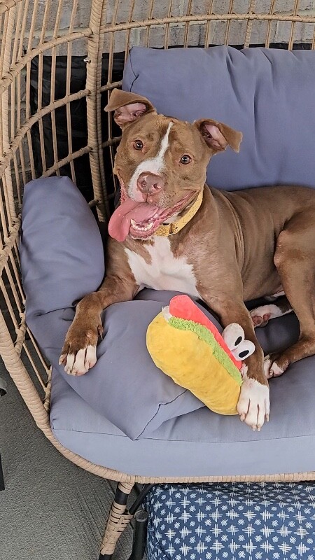 View Salisbury the Dog Photo #10