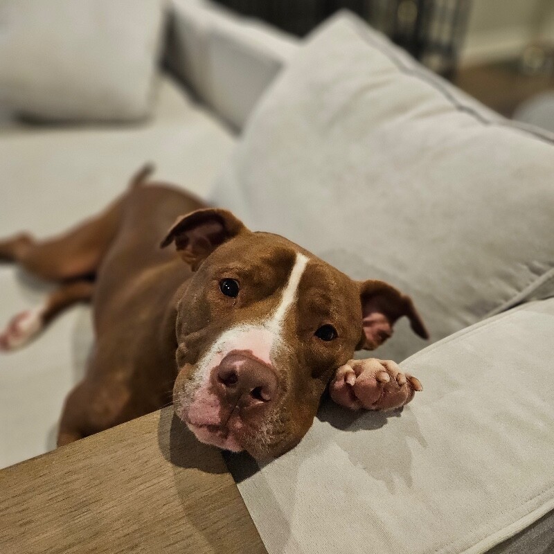 View Salisbury the Dog Photo #12