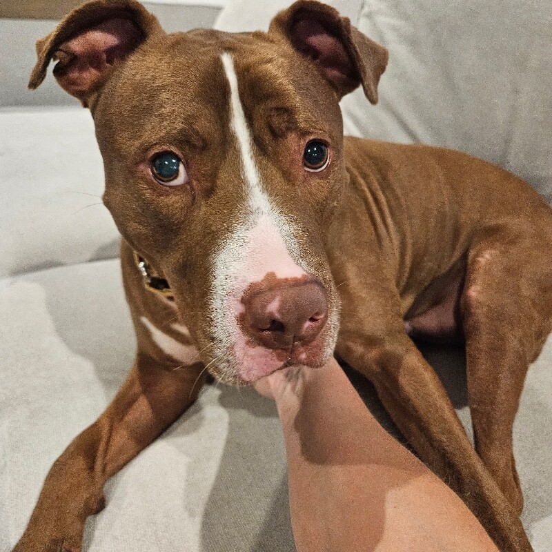 View Salisbury the Dog Photo #11