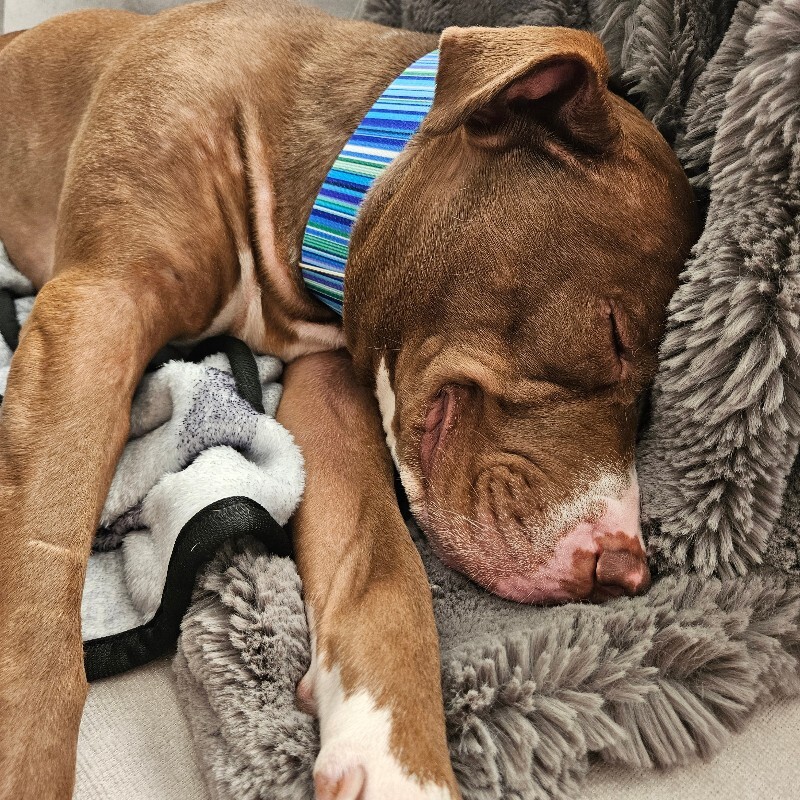 View Salisbury the Dog Photo #7