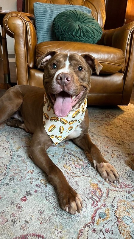 View Salisbury the Dog Photo #14