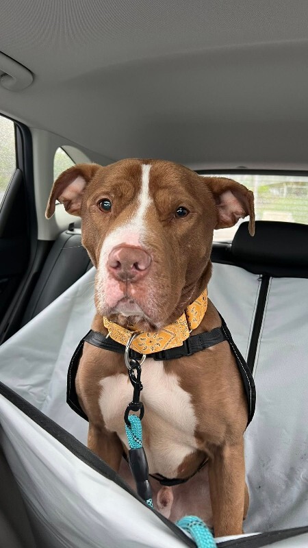 View Salisbury the Dog Photo #15