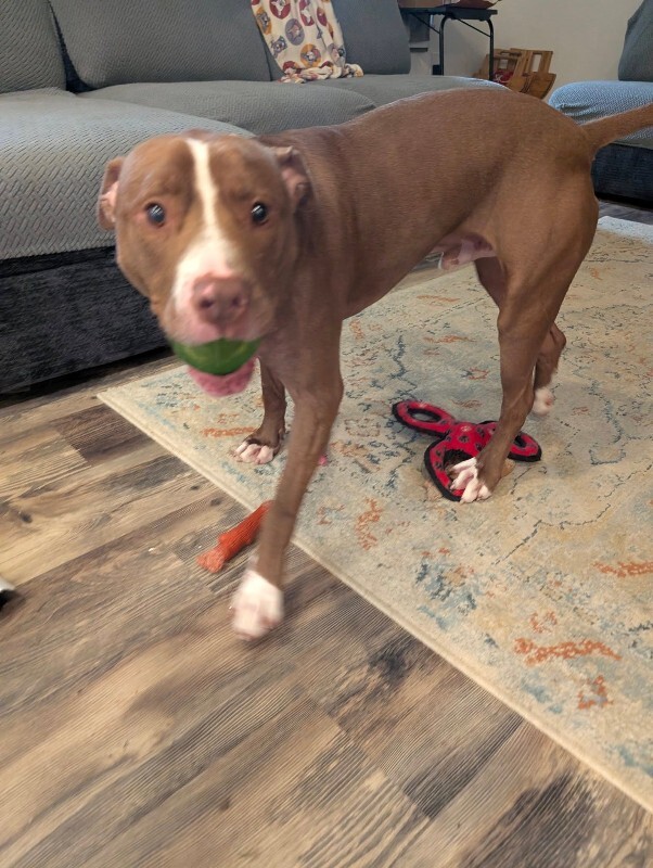 View Salisbury the Dog Photo #18