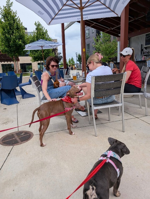 View Salisbury the Dog Photo #3