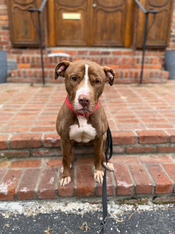 View Salisbury the Dog Photo #16